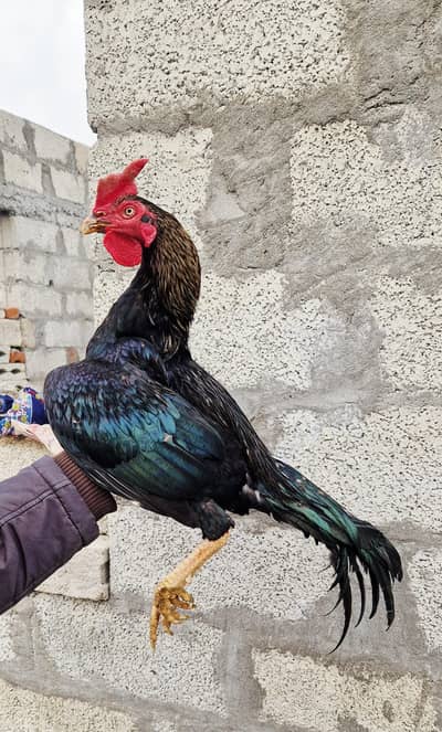 high quality bengum patha