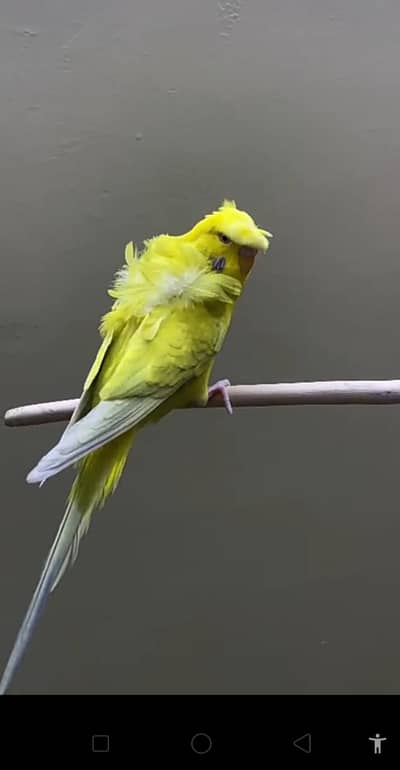 Rainbow Fallow Hogormo