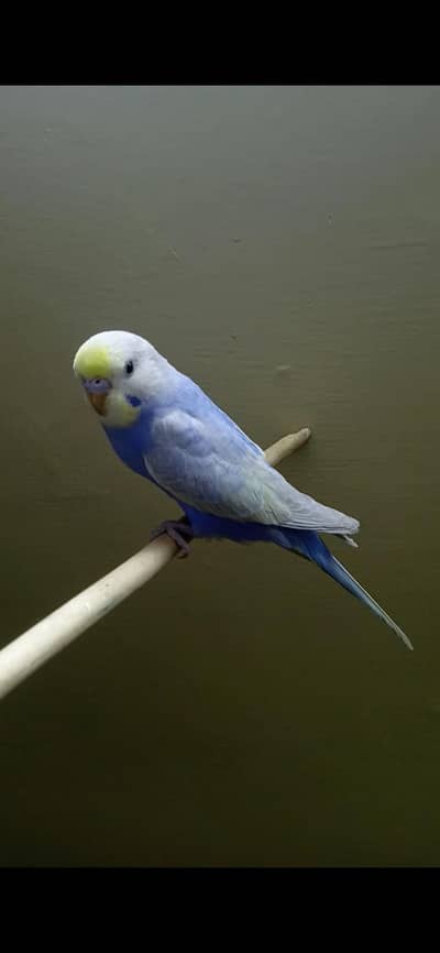 Violet Rainbow Budgie