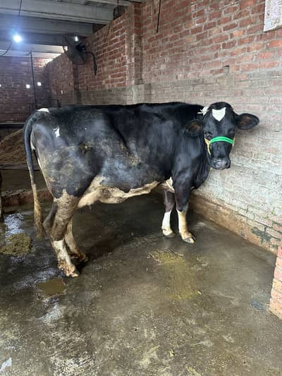 Freazan cross cow 6 months pregnant