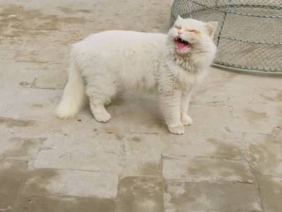 Cat White Clour