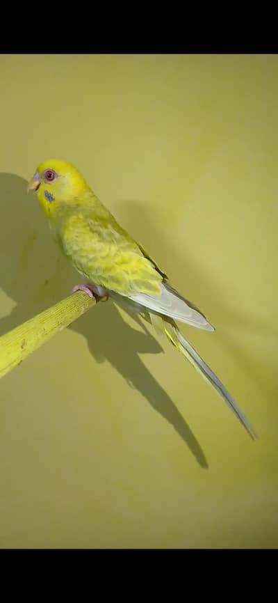 Rainbow Fallow Budgie