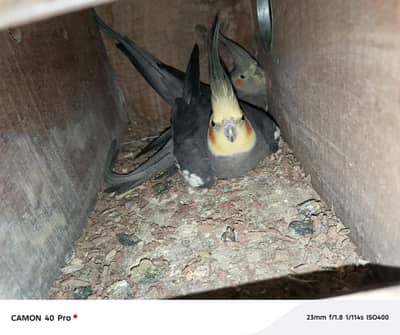 COCKTAIL ADULT PAIR.