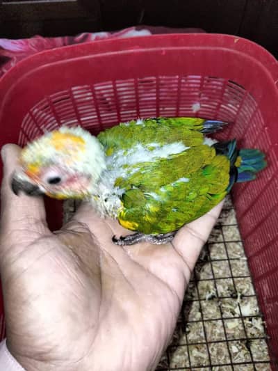 sun conure chicks