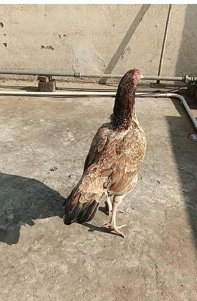 Mianwali Aseel Murgi breeder