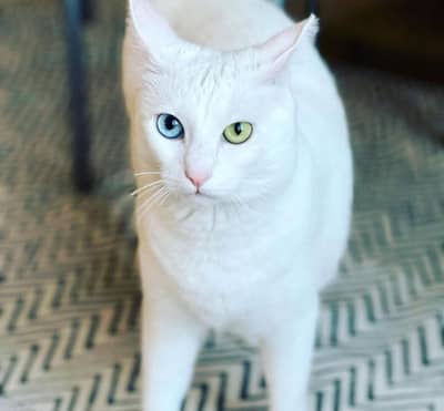 white cat pairs