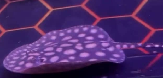 Aquarium Fishes | Mix Fishes, Bichir, Channa, Datnoid, Axolot Availabl