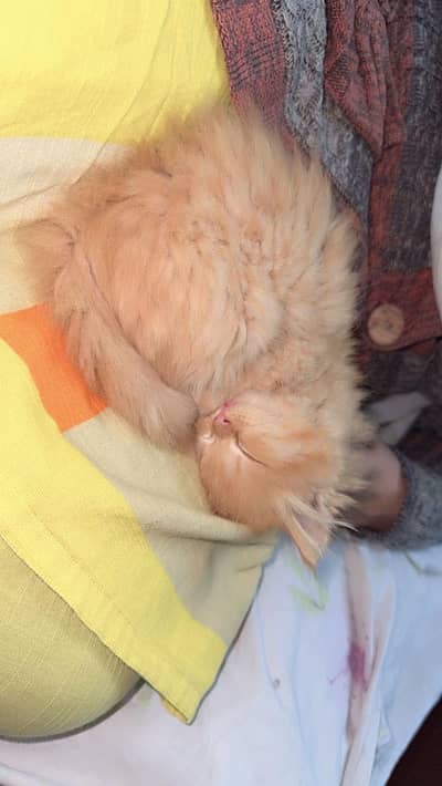 Persian triple coat male kitten