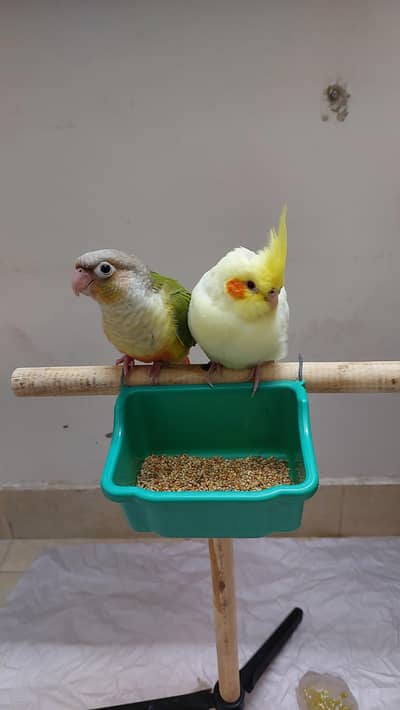 Hand tamed Fly trained Recall trained cocktails and conure