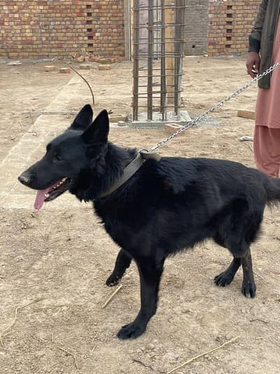 Black German shepherd