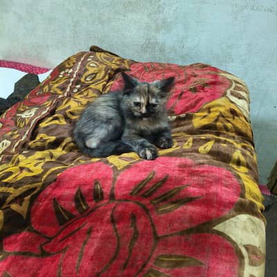 beautiful  2 pair  kids  single  kid  price  is  12000