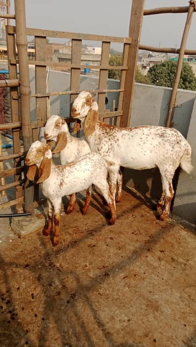 Female Goat with Kids