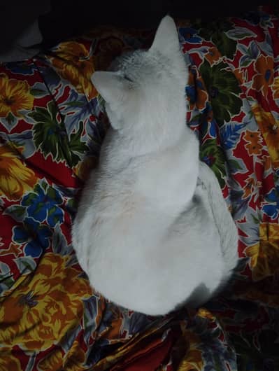 Turkish Angora white cat