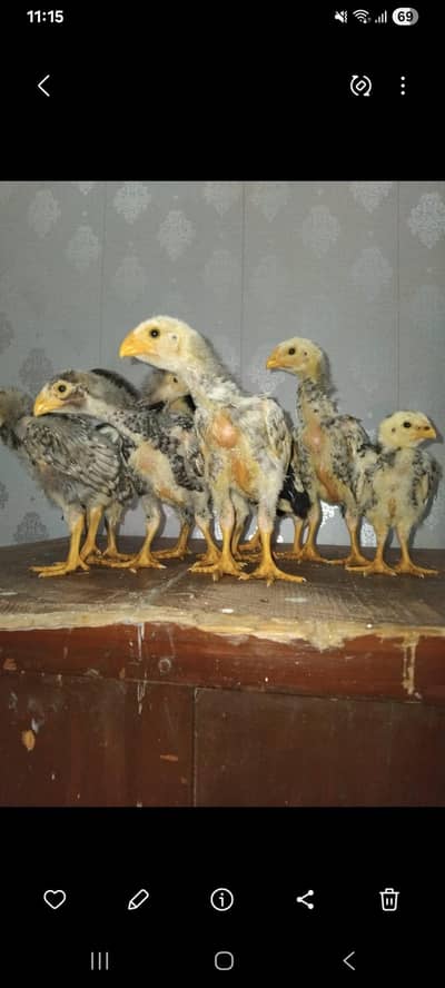 koko. shamo . age 25 days. .