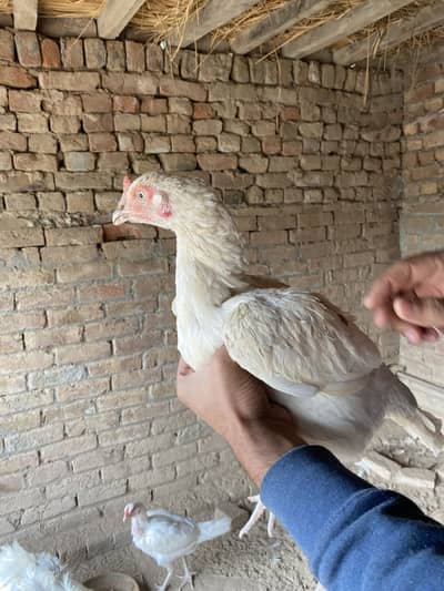 Aseel Thai full breader pair