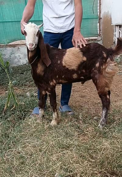 Mashallah Ajrak Commando Chamba Male