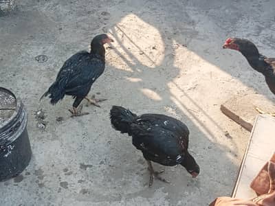 aseel thai 3 pairs for sale