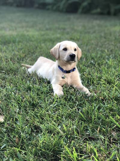 Healthy 2-Month-Old Labrador Puppy for Sale