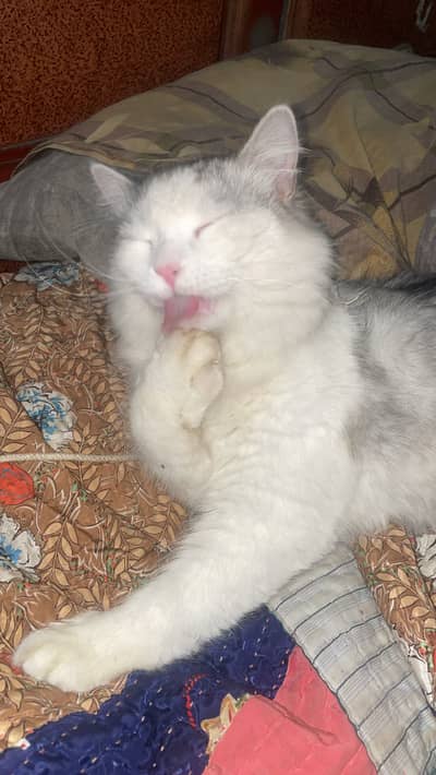 Pure Persian Male Cat – Healthy & Active