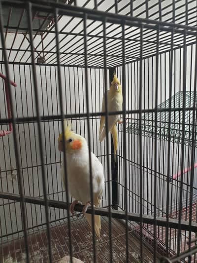 Common white cocktail Red Eyes.