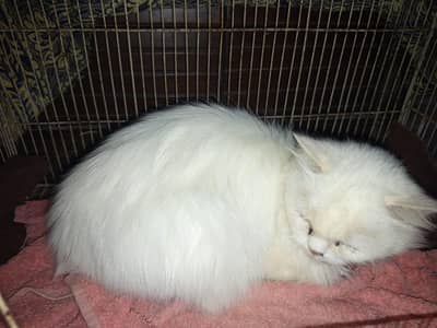 Persian cat