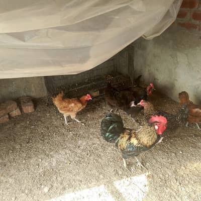 egg laying hens