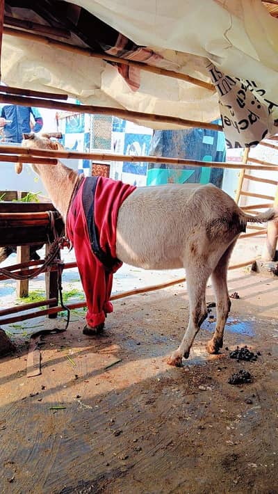 3 Sala ki ha bakarii Dadi