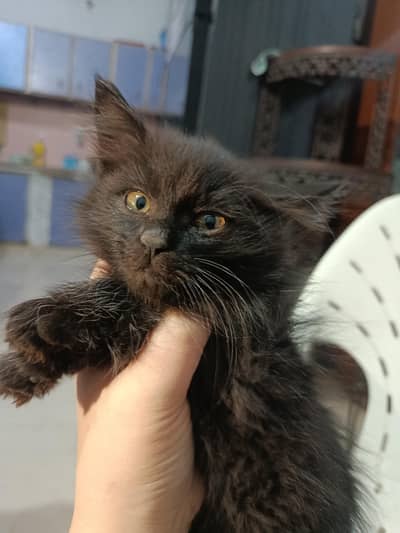 Dark brown male kitten / Brown ginger male kitten