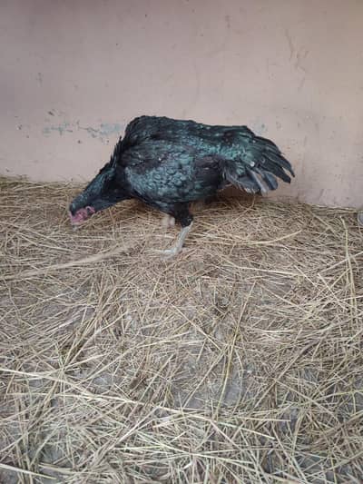 porini nasal ke madi ha   rabta nmb  03145413620