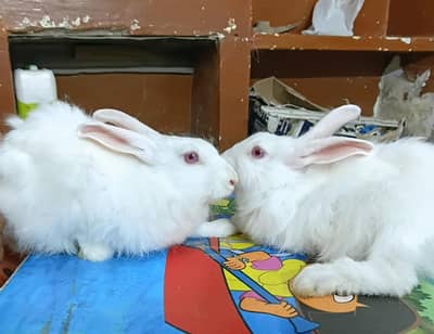 angora rabbits females for sale