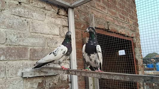 Vvip Teddy Breedar Pair