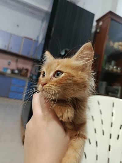Brown ginger male kitten