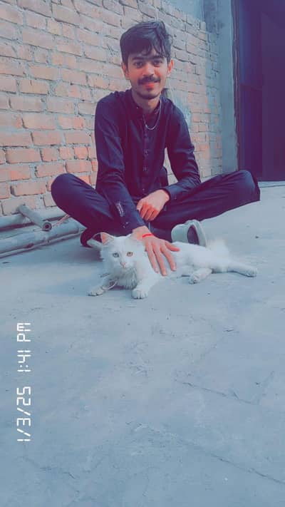 family cat  good looking