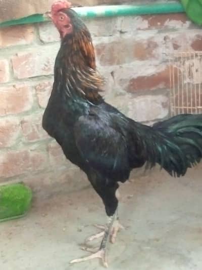 Aseel Thai Pattha Urgent for Sale 03244949155