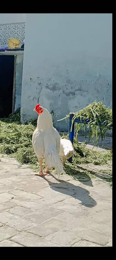 pure high quality white aseel 1 male and 2 female hens for sale
