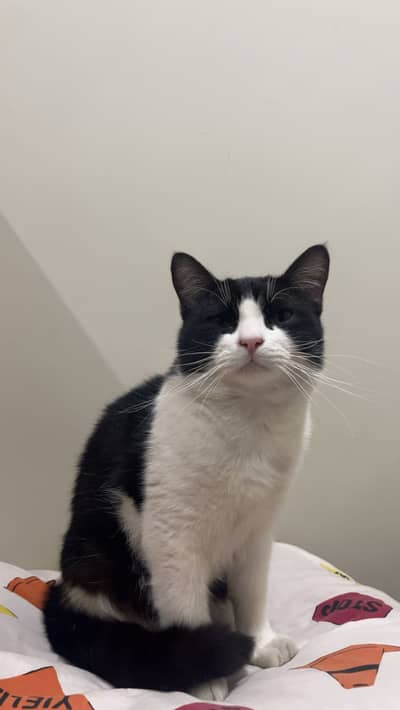 Pair of American Angora cats up for adoption