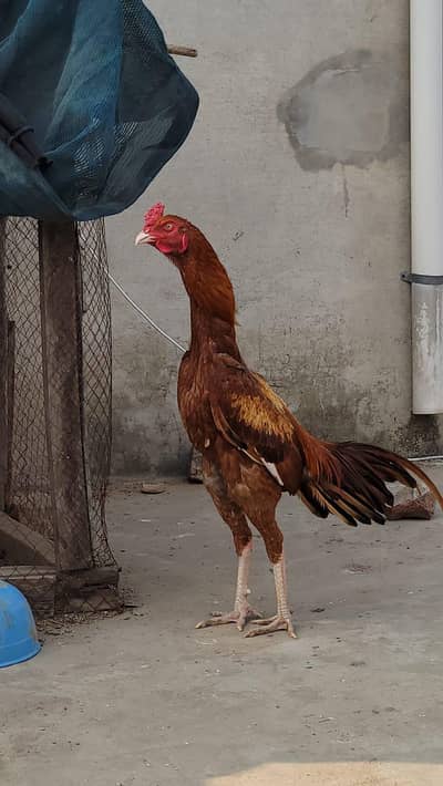 High Quality Aseel Patha For sale