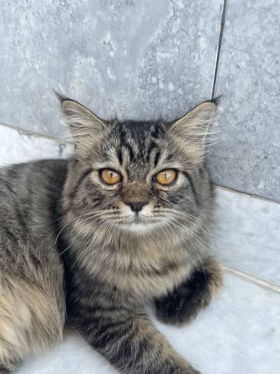 Persian/scottish staight cat