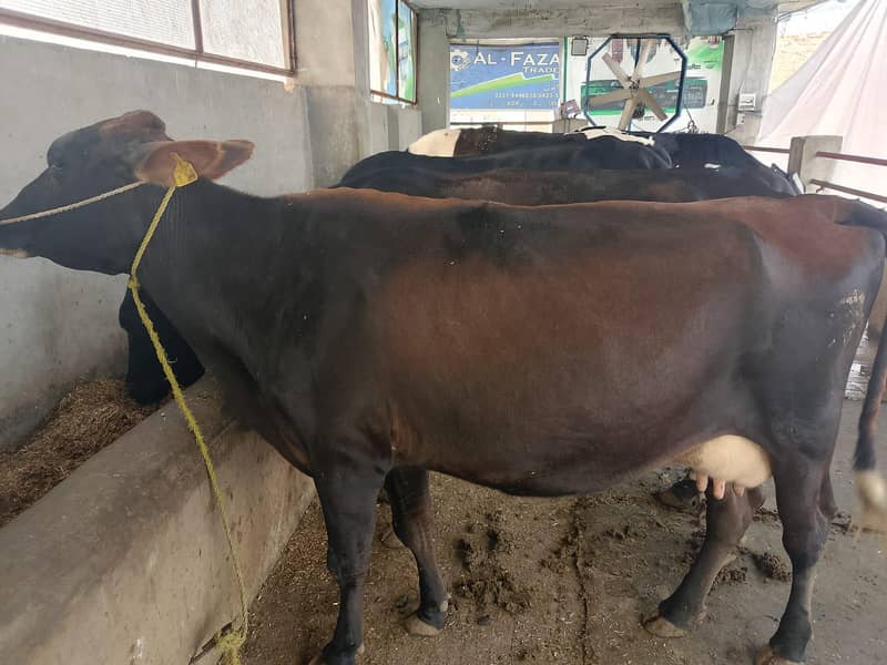 گائےاور بکریاں برائے فرو خت دودھ بھی اور گبن بھی 11