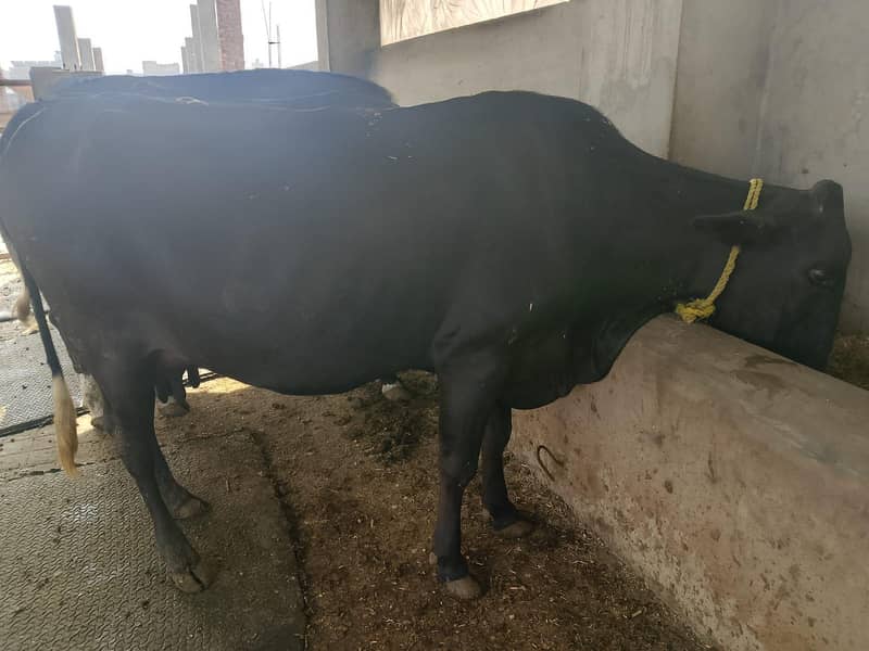 گائےاور بکریاں برائے فرو خت دودھ بھی اور گبن بھی 15