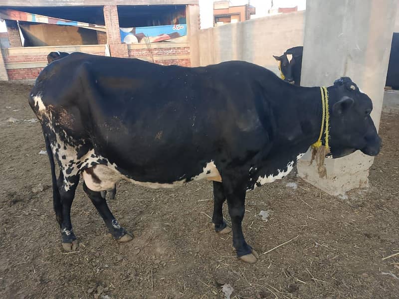 گائےاور بکریاں برائے فرو خت دودھ بھی اور گبن بھی 16