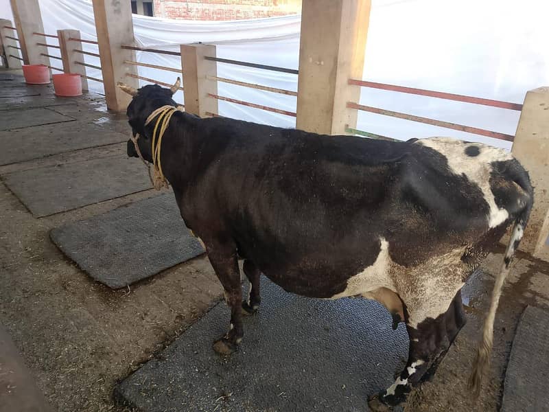 گائےاور بکریاں برائے فرو خت دودھ بھی اور گبن بھی 17