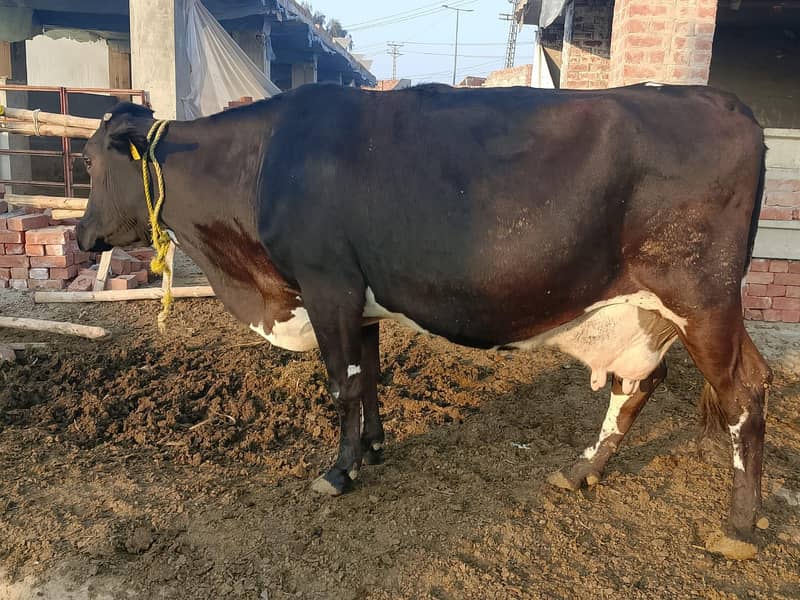 گائےاور بکریاں برائے فرو خت دودھ بھی اور گبن بھی 15