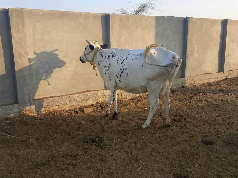 گائےاور بکریاں برائے فرو خت دودھ بھی اور گبن بھی 16