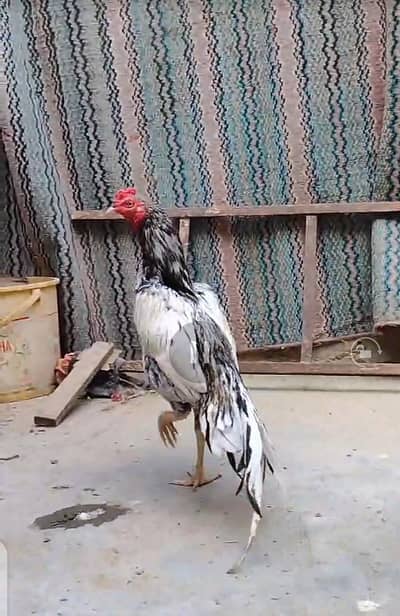 Mashallah patha for sell