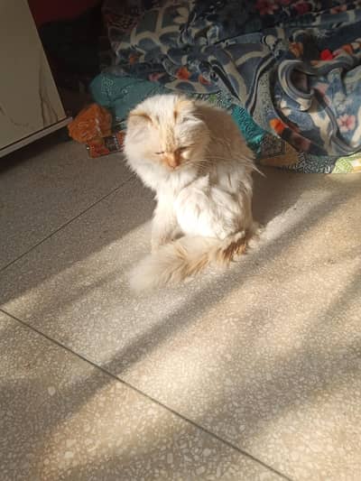 Male Persian Cream Point