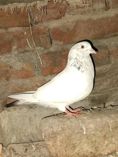 Golden motiwala bleeder nara