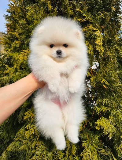 Pomeranian miniature sized male pup