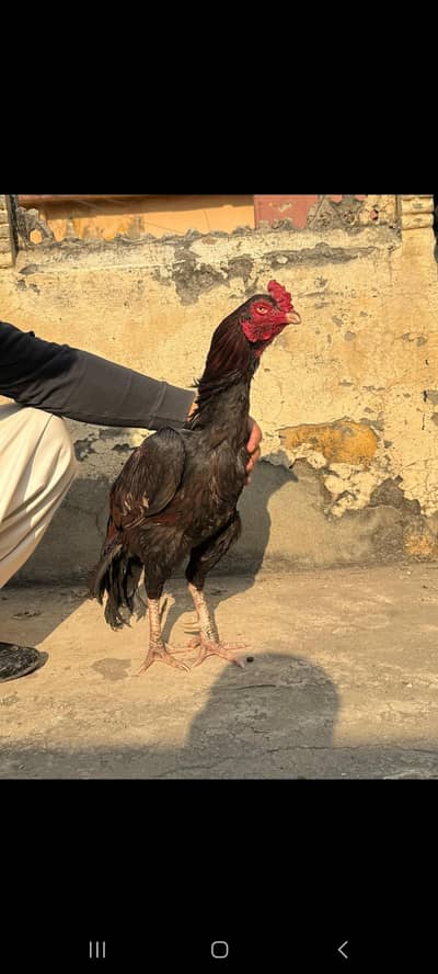 contact no 03345687114