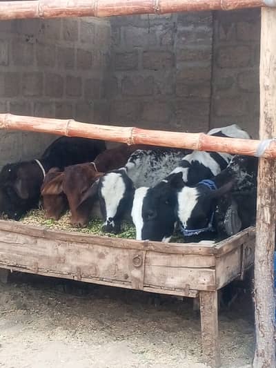 Qurbani 2027 Kay palnay walay janwer